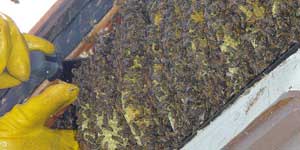 Live Bee Removal Los Angeles CA. A large hive in a patio overhang.