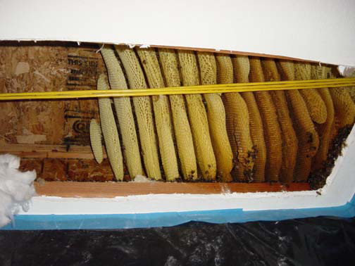 Bee Removal Los Angeles This is a 
    picture of a mature hive between the first and second story of a house.